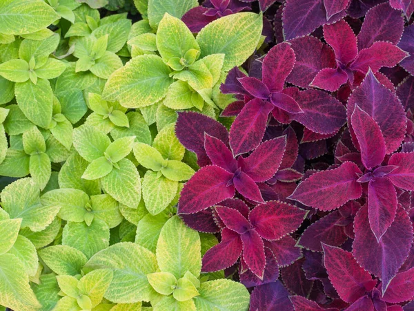 Close Van Groene Paarse Coleus Solenostemon Hybrida Bladeren Backgroun — Stockfoto