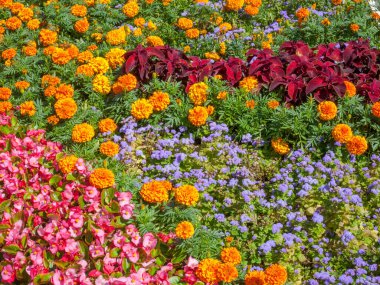 Turuncu taget çiçekleri pembe begonyayla açar ve mor coleus solenostemon hibrida yaprakları 