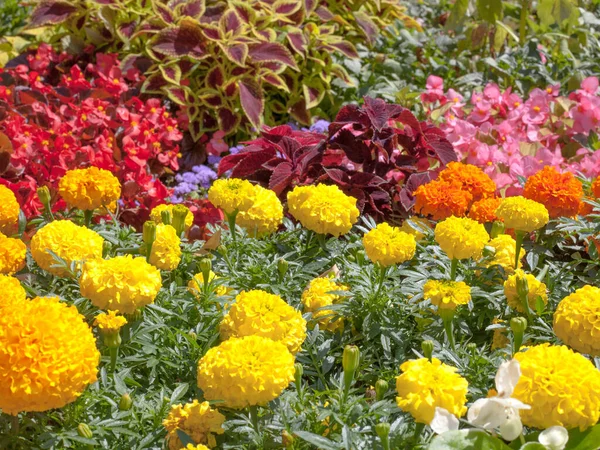 Gele Tagetis Bloemen Met Roze Begonia Bloei Paarse Coleus Solenostemon — Stockfoto