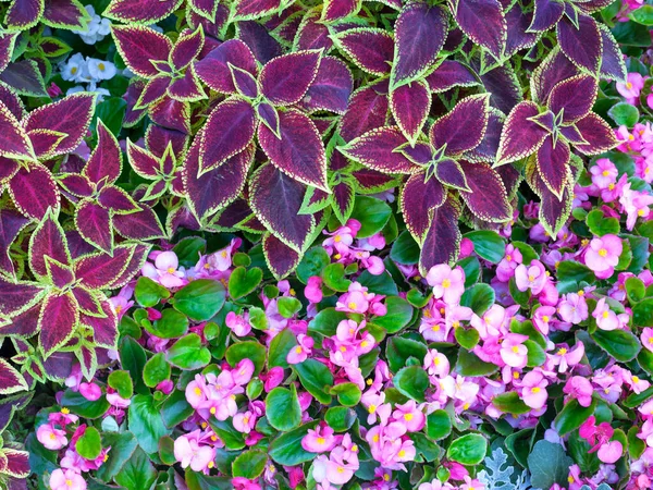 Roze Begonia Bloei Paarse Coleus Solenostemon Hybrida Bladeren Backgroun — Stockfoto