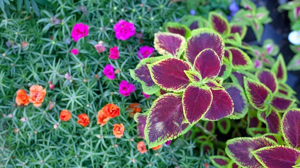 Close Van Groene Paarse Coleus Solenostemon Hybrida Bladeren Gras Achtergrond — Stockfoto