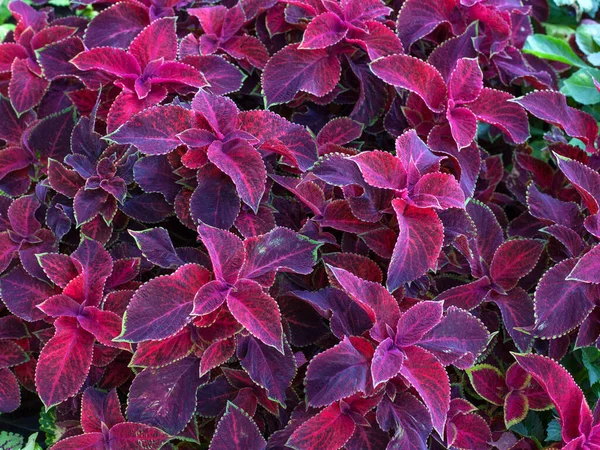 Close Van Groene Paarse Coleus Solenostemon Hybrida Bladeren Achtergrond Een — Stockfoto