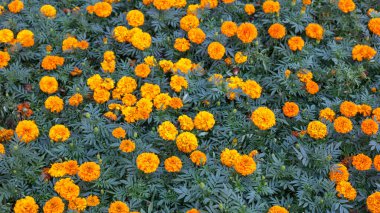 Turuncu taget çiçekleri çiçek deseninde veya arka planda alır