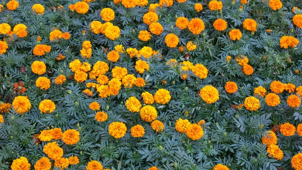 Turuncu taget çiçekleri çiçek deseninde veya arka planda alır