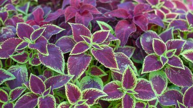 Yeşil ve mor coleus solenostemon hibridlerinin yakın plan bir bahçede bırakır.