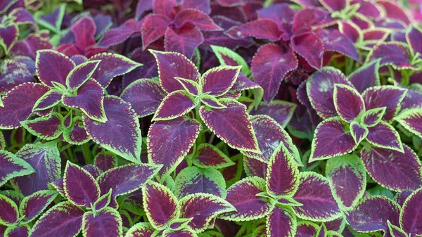 Close Van Groene Paarse Coleus Solenostemon Hybrida Bladeren Achtergrond Een — Stockfoto