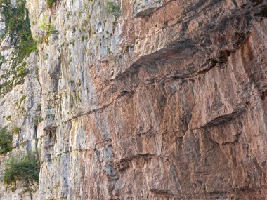 Bitkilerin arka planında doğal kahverengi kaya dokusu