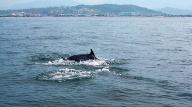 Mavi arkaplanda zıplayan yunus