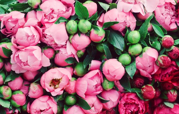 Un montón de bonitas y románticas peonías violetas y rosas en la tienda de flores — Foto de Stock