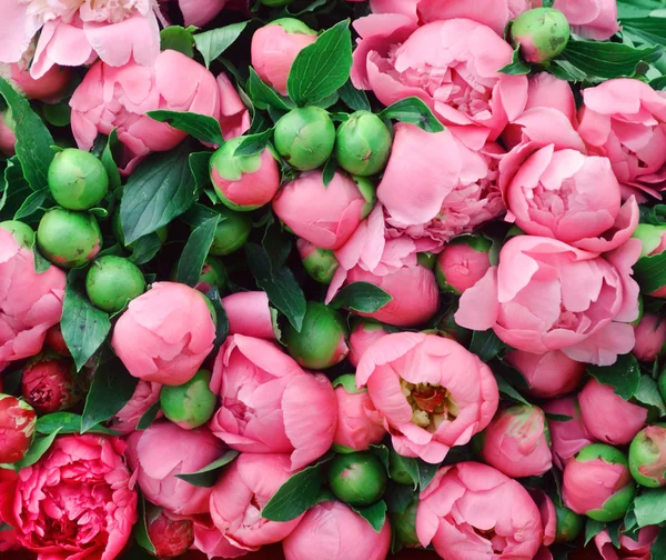 Un montón de bonitas y románticas peonías violetas y rosas en la tienda de flores — Foto de Stock