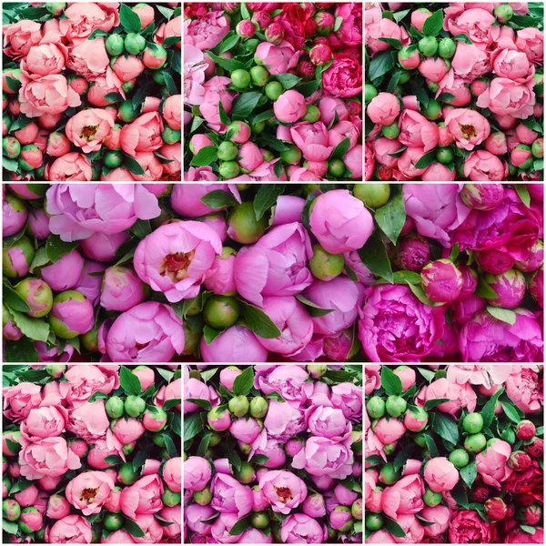 Beaucoup de jolies pivoines violettes et roses romantiques dans la boutique de fleurs — Photo