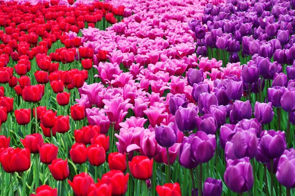 Kirkas kenttä kaunis punainen, vaaleanpunainen ja violetti tulppaanit — kuvapankkivalokuva