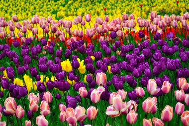 Güzel kırmızı, pembe, sarı ve mor laleler, aydınlık alan