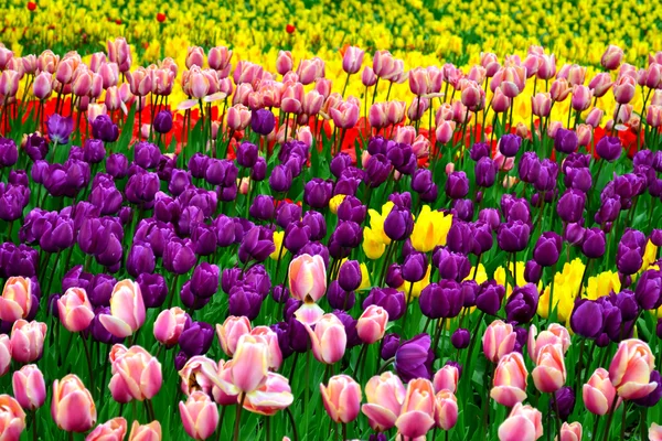 Güzel kırmızı, pembe, sarı ve mor laleler, aydınlık alan