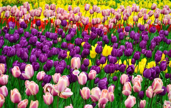 Campo brillante de hermosos tulipanes rojos, rosados, amarillos y violetas — Foto de Stock