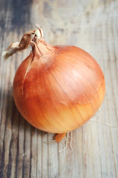 Grande cebola bulbo dourado na mesa de madeira — Fotografia de Stock