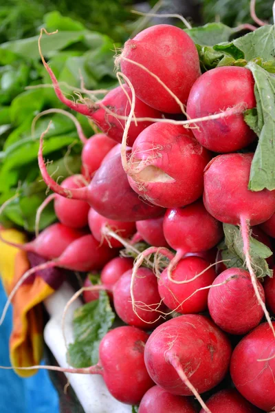 Viel frischer und leuchtend rosa Rettich — Stockfoto