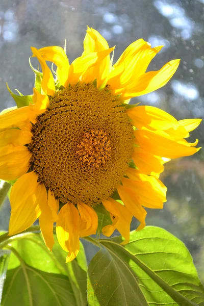 Grande amarelo girassol closeup — Fotografia de Stock