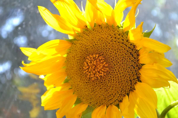 Gran primer plano de girasol amarillo — Foto de Stock