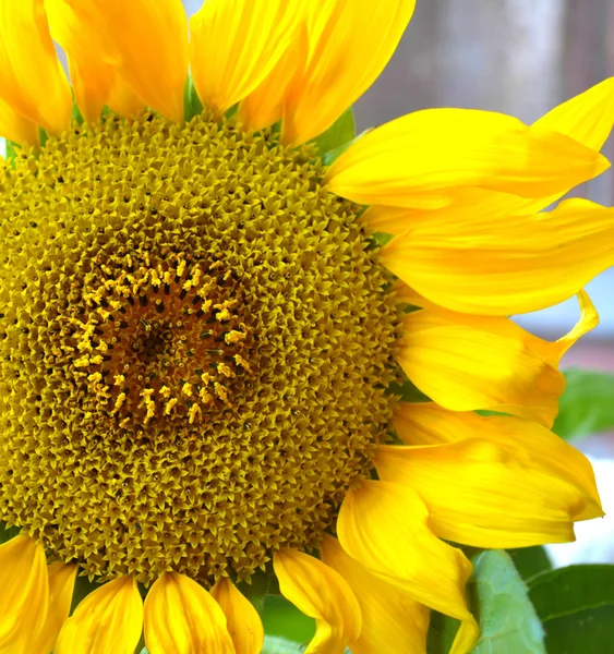 मोठा पिवळा सूर्यफूल बंद — स्टॉक फोटो, इमेज