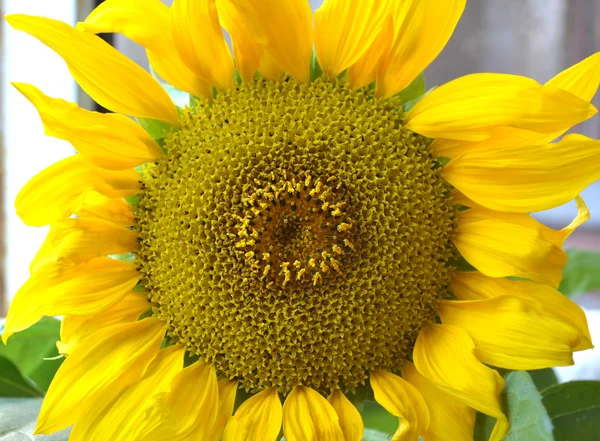 Gran primer plano de girasol amarillo — Foto de Stock