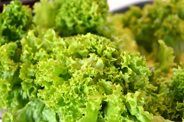 arbusto de hoja perenne junípero azul — Foto de stock © Digifuture