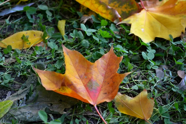 Осіннє кленове листя крупним планом — стокове фото