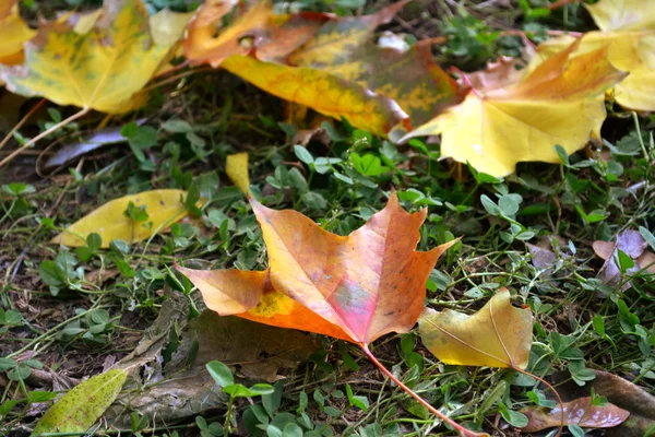 Autumn maple leaves closeup — Stock Photo, Image