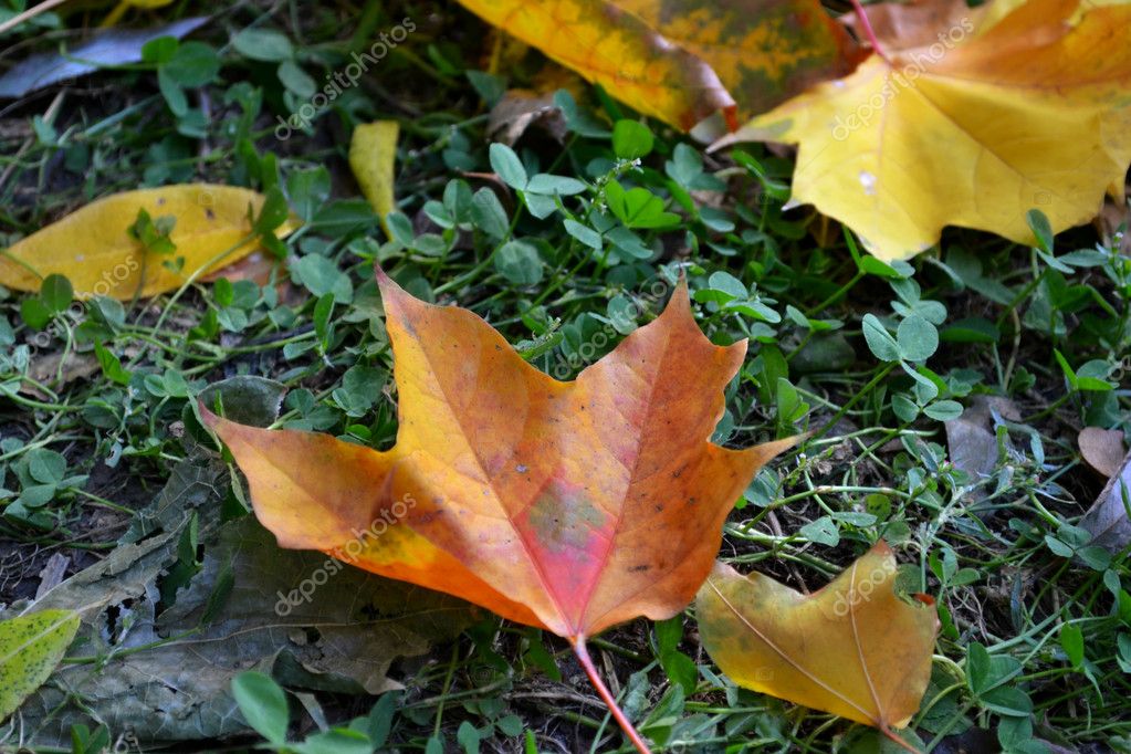 Hojas de arce amarillas sobre césped verde — Foto de stock