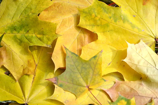 Autunno acero foglie primo piano — Foto Stock