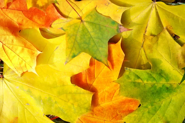 Herbst-Ahorn blättert Nahaufnahme — Stockfoto