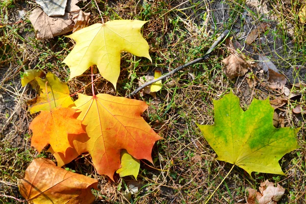 Autunno acero foglie primo piano — Foto Stock
