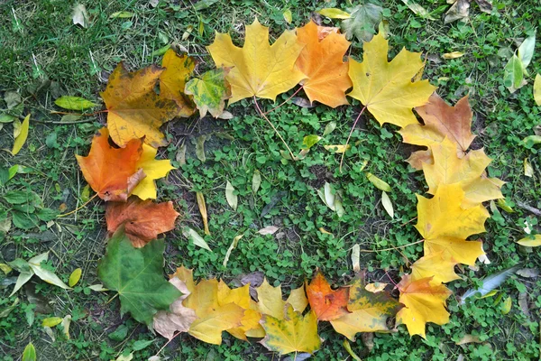 Autumn maple leaves in a shape of frame closeup