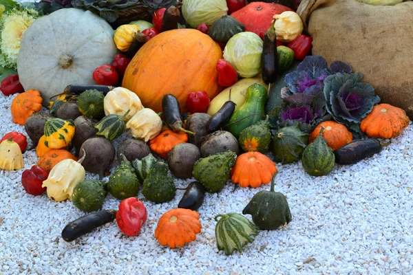 Different autumn vegetables: pumpkin, eggplant, zucchini, cauliflower — Stock Photo, Image