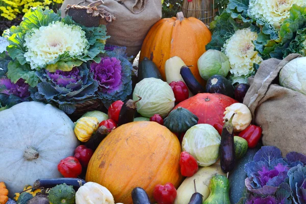 Different autumn vegetables: pumpkin, eggplant, zucchini, cauliflower — Stock Photo, Image