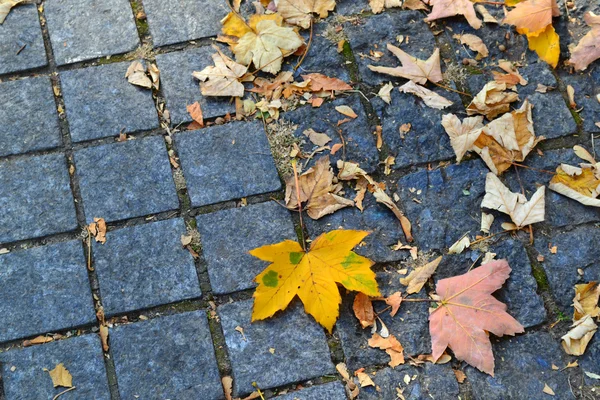 Autumn leaves on pavement — Stock Photo, Image