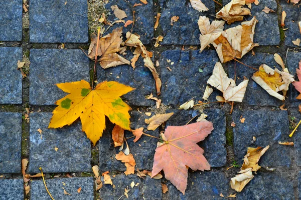 Hojas de otoño en el pavimento — Foto de Stock