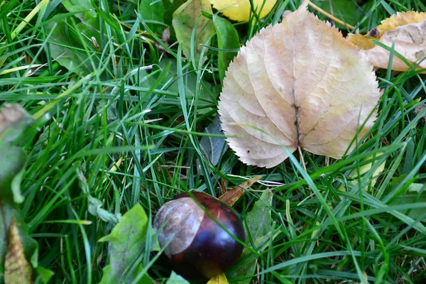Feuille d'automne sur herbe verte gros plan — Photo