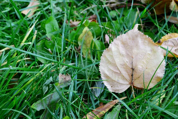 Foglia d'autunno su erba verde primo piano — Foto Stock