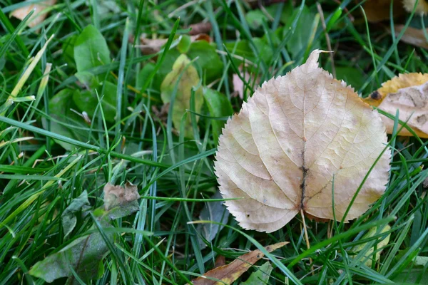 Foglia d'autunno su erba verde primo piano — Foto Stock