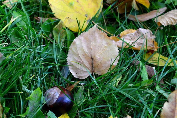 Foglia d'autunno su erba verde primo piano — Foto Stock