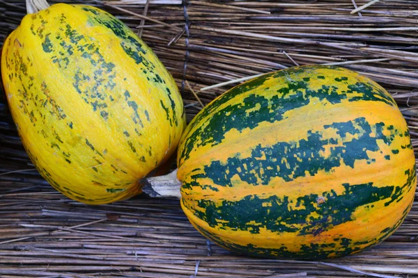 Orange pumpor på grönt gräs — Stockfoto