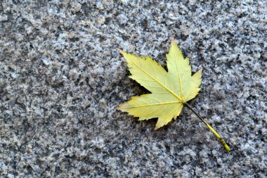 Kaldırımda sonbahar yaprak
