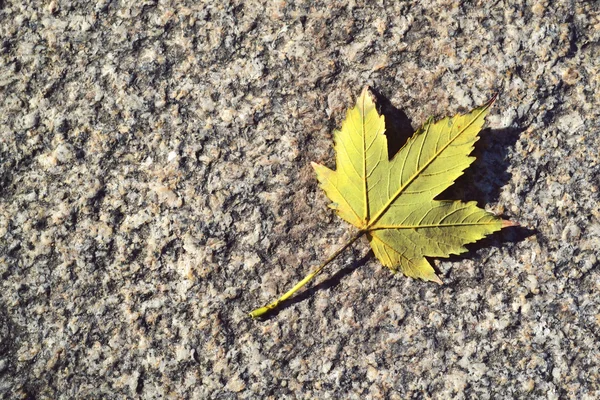 Осінній лист на тротуарі — стокове фото