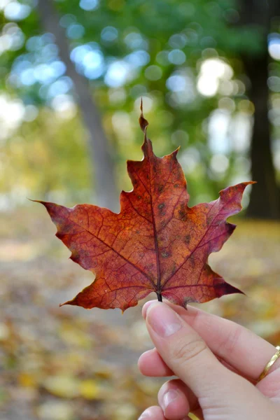 Hand holding red maple leaf, the symbol of Canada — Stock Photo, Image