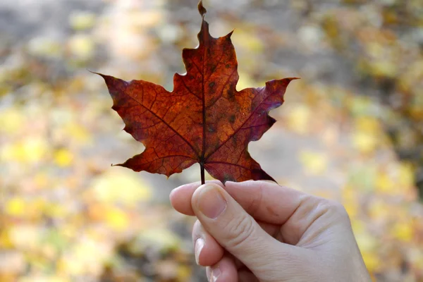 Hand holding red maple leaf, the symbol of Canada — Stock Photo, Image