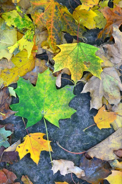 Autumn leaves on pavement — Stock Photo, Image