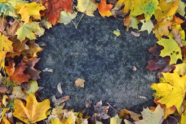 Hojas de otoño sobre pavimento en forma de marco — Foto de Stock