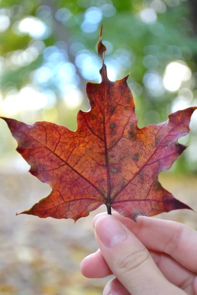 Hand holding red maple leaf, the symbol of Canada — Stock Photo, Image