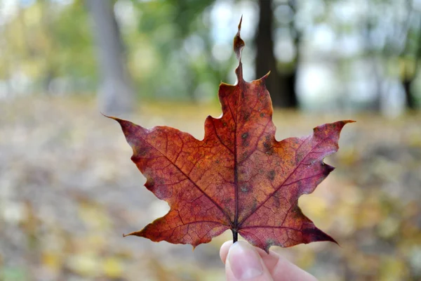 Χέρι που κρατά το κόκκινο φύλλο σφενδάμνου, το σύμβολο του Καναδά — Φωτογραφία Αρχείου